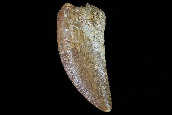 Serrated, Juvenile Carcharodontosaurus Tooth #80694